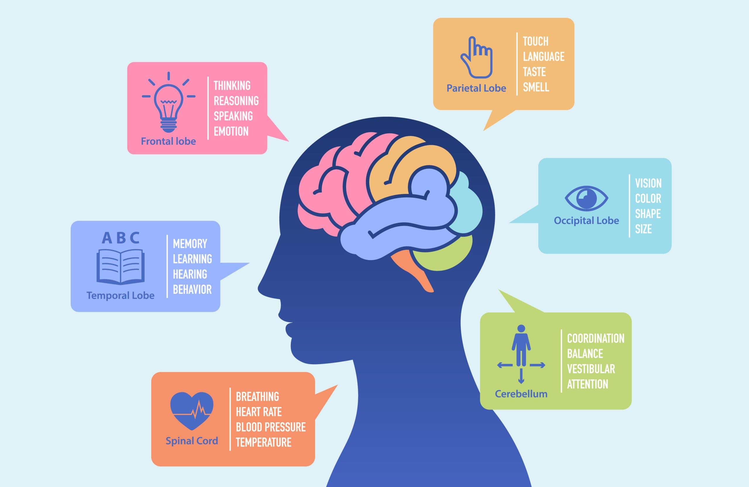 Effects of Alcohol on the Brain: Understanding the Impact